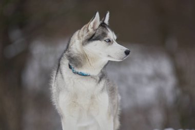 Husky köpek yakın fotoğraf Epik derin gözleri ile kış ve kar