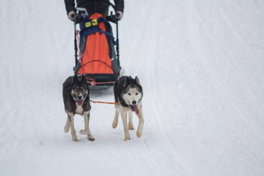 Köpeklerle Köpek Kızağı Yarışması. Karda misket tüfeğiyle köpek kızağı
