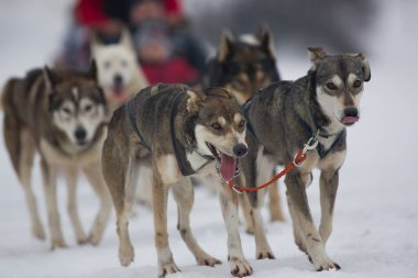 Köpeklerle Köpek Kızağı Yarışması. Karda misket tüfeğiyle köpek kızağı