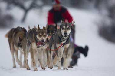 Köpeklerle Köpek Kızağı Yarışması. Karda misket tüfeğiyle köpek kızağı