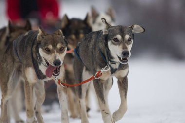 Köpeklerle Köpek Kızağı Yarışması. Karda misket tüfeğiyle köpek kızağı