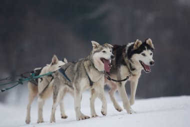 Köpeklerle Köpek Kızağı Yarışması. Karda misket tüfeğiyle köpek kızağı