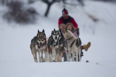 Köpeklerle Köpek Kızağı Yarışması. Karda misket tüfeğiyle köpek kızağı