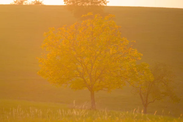 Drzewo Ciepłym Letnim Świetle Zachodu Słońca Przyrodzie Piękne Zdjęcie Ładnymi — Zdjęcie stockowe