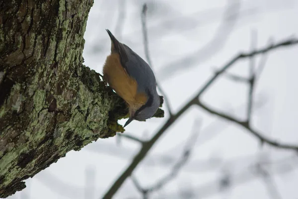 Bird Nuthatch Tree Winter Time Wildlife Nature Eslovaquia —  Fotos de Stock