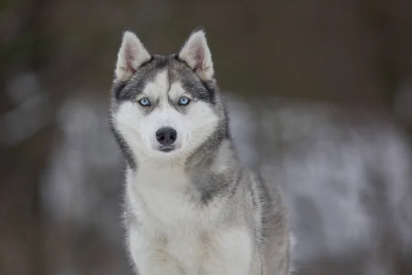 在冬季和雪地里 哈士奇犬用史诗般的深邃的眼睛近距离拍照 — 图库照片