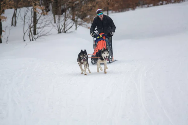 Psí Dostihová Soutěž Psy Pes Sáně Musher Sněhu — Stock fotografie