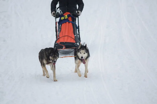 Σκύλος Έλκηθρο Αγωνιστικά Διαγωνισμός Σκυλιά Σκυλί Έλκηθρο Μουσαμά Στο Χιόνι — Φωτογραφία Αρχείου