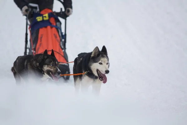 Σκύλος Έλκηθρο Αγωνιστικά Διαγωνισμός Σκυλιά Σκυλί Έλκηθρο Μουσαμά Στο Χιόνι — Φωτογραφία Αρχείου