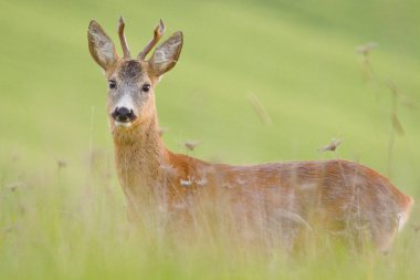 İlkbaharda yeşil çimlerde, vahşi doğada Roe geyiği 