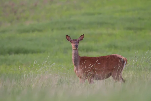 Roe Deer Wildlife Summer Time — Stock Photo, Image