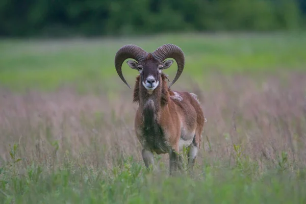 Masculino Mouflon Primavera Natureza Selvagem Eslováquia — Fotografia de Stock