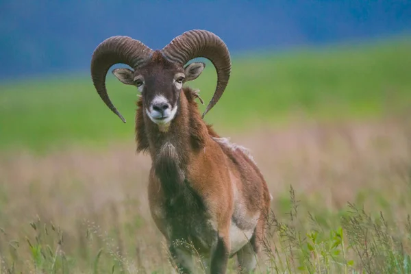 Maschio Muflone Primavera Natura Selvaggia Slovacchia — Foto Stock