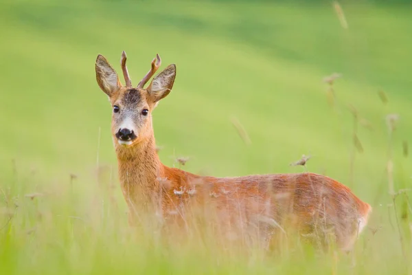 Roe Deer Spring Wild Nature Green Grass — Stock Photo, Image