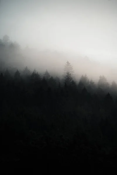 Bosque Oscuro Escondido Niebla Mañana Atmósfera Misteriosa Eslovaquia — Foto de Stock