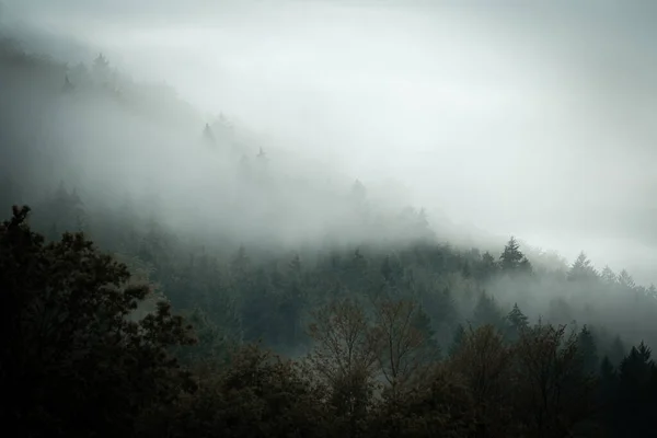 深黑的森林隐藏在晨雾中 神秘的气氛中 斯洛伐克 — 图库照片