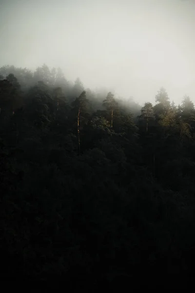 Темный Лес Скрытый Утреннем Тумане Загадочная Атмосфера Словакия — стоковое фото