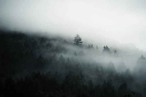 Темный Лес Скрытый Утреннем Тумане Загадочная Атмосфера Словакия — стоковое фото