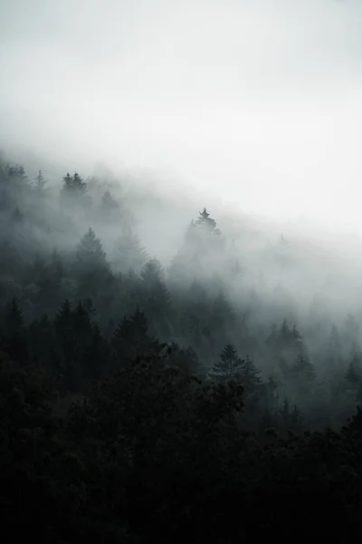 Forêt Sombre Cachée Dans Brouillard Matinal Atmosphère Mystérieuse Slovaquie — Photo