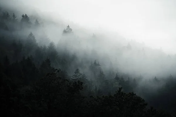 Donker Bos Verborgen Ochtendmist Mysterieuze Sfeer Slowakije — Stockfoto