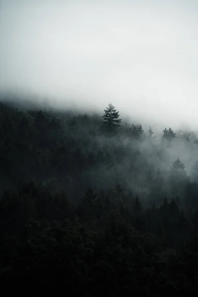 Floresta Escura Escondida Nevoeiro Manhã Atmosfera Misteriosa Eslováquia — Fotografia de Stock