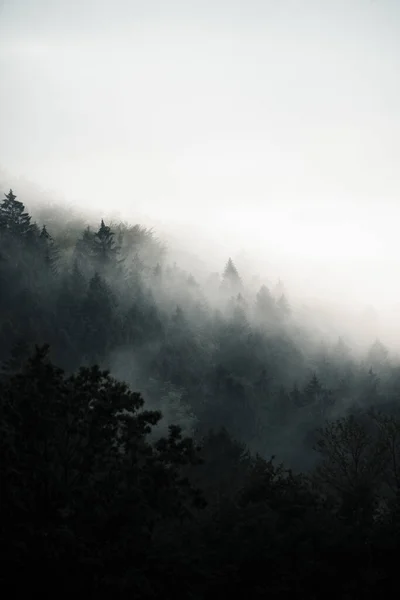 Floresta Escura Escondida Nevoeiro Manhã Atmosfera Misteriosa Eslováquia — Fotografia de Stock