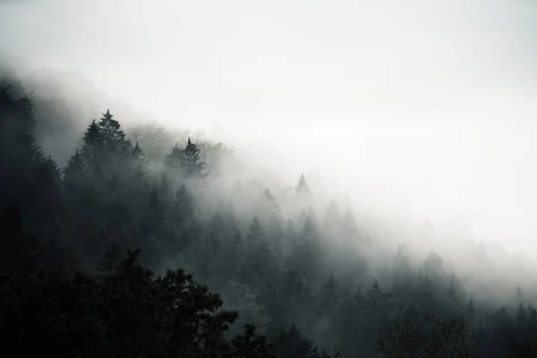 Karanlık orman sabah sisinde gizlenmiş, gizemli atmosfer, Slovakya