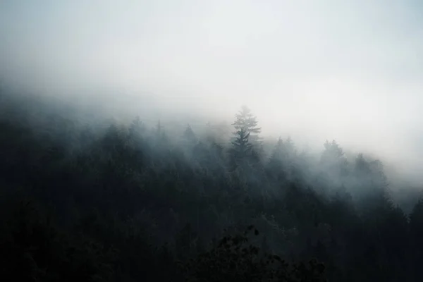 深黑的森林隐藏在晨雾中 神秘的气氛中 斯洛伐克 — 图库照片