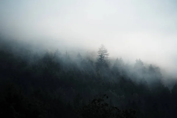 Karanlık orman sabah sisinde gizlenmiş, gizemli atmosfer, Slovakya