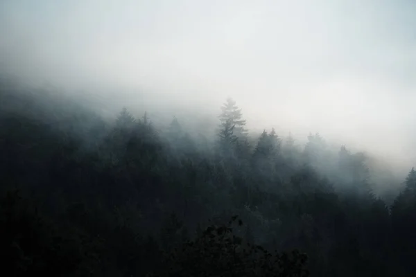 Foresta Oscura Nascosta Nella Nebbia Mattutina Atmosfera Misteriosa Slovacchia — Foto Stock