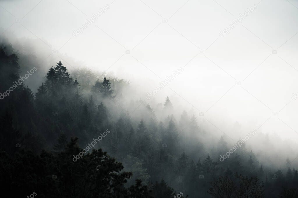 Dark forest hidden in morning fog,mysterious atmosphere, Slovakia