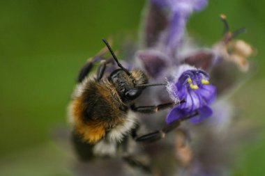 Yaban arısı güzel bir çiçeğin üzerinde ve ondan polen topluyor, inanılmaz derecede yakın makro manzara, Slovakya