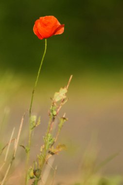 Yeşil arka planlı yalnız haşhaş tohumu, Slovakya