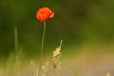Yeşil arka planlı yalnız haşhaş tohumu, Slovakya