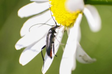 Makro içerisindeki böcek yeşil arkaplanda yakın plan, yeşil hayat, Slovakya