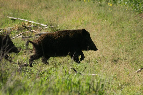 Big Herd Wild Boars Running Rape Spring Wild Nature Useful — Stock Photo, Image