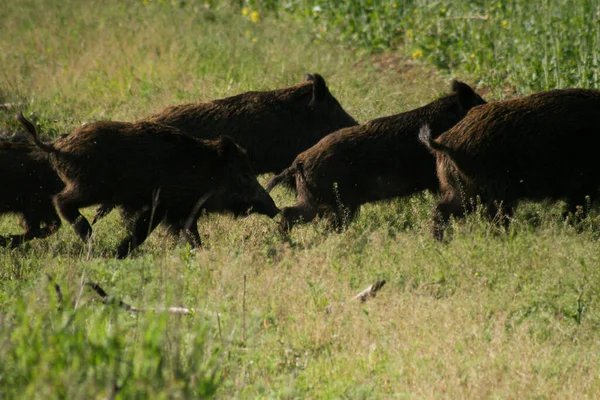 Gran Manada Jabalíes Está Corriendo Violación Naturaleza Salvaje Primavera Útil —  Fotos de Stock