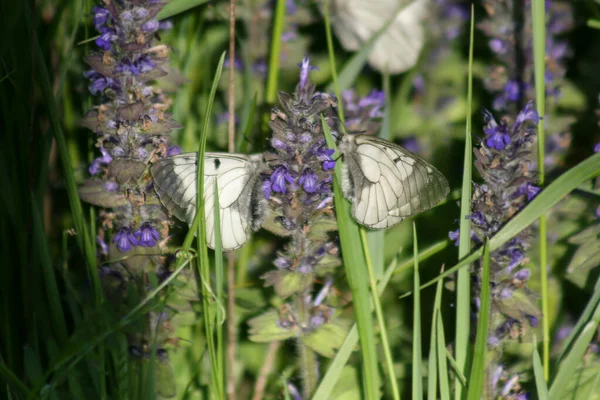 Dwa Piękne Motyle Siedzi Kwiat Dzikiej Przyrody Zbliżenie Makro Widok — Zdjęcie stockowe