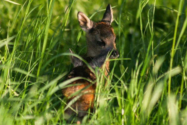 Two Cute Young Ones Roe Deer Spring Green Grass Welcome — Stock Photo, Image