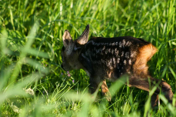 Två Söta Unga Rådjur Vår Grönt Gräs Välkommen Vår Vild — Stockfoto