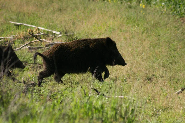 Gran Manada Jabalíes Está Corriendo Violación Naturaleza Salvaje Primavera Útil —  Fotos de Stock