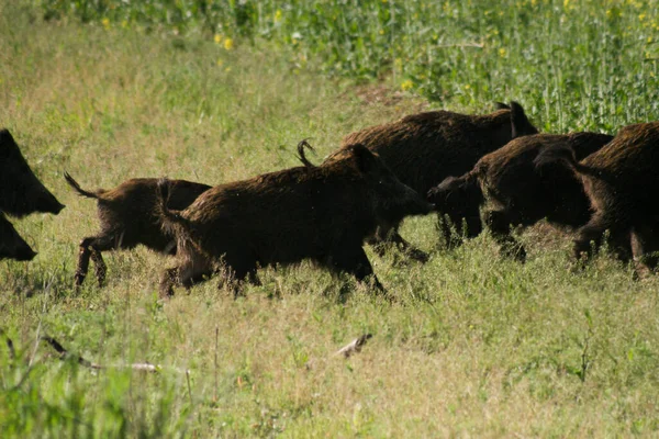 Big Herd Wild Boars Running Rape Spring Wild Nature Useful — Stock Photo, Image