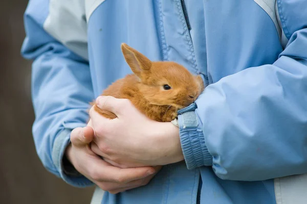 Conejo Liebre Conejo Cuidado Humano Manos Humanas Gente Ama Los — Foto de Stock