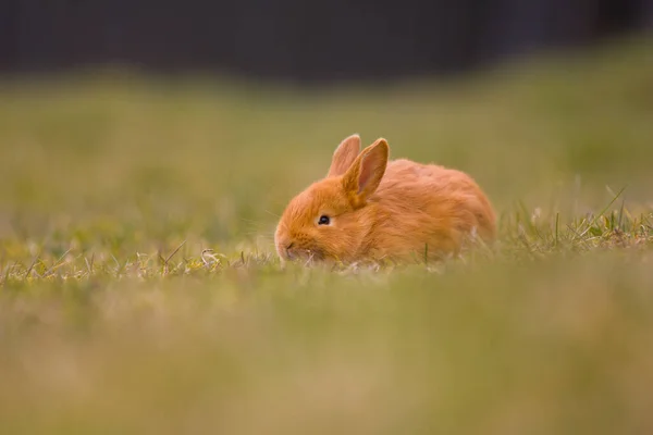 Easter Coming Small Cute Bunny Hare Rabbit Green Young Spring — Stock Photo, Image