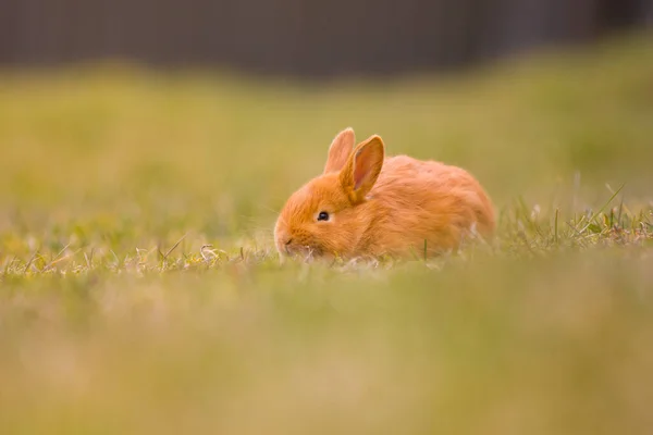 Пасха Приближается Маленький Милый Кролик Заяц Кролик Зеленой Молодой Весенней — стоковое фото