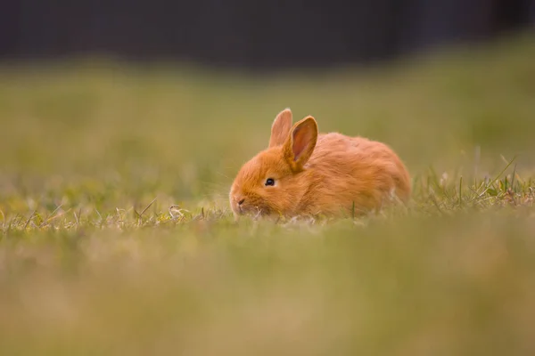 Paskalya Geliyor Küçük Şirin Tavşan Tavşan Yeşil Taze Bahar Çimlerinde — Stok fotoğraf