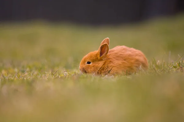 Paskalya Geliyor Küçük Şirin Tavşan Tavşan Yeşil Taze Bahar Çimlerinde — Stok fotoğraf