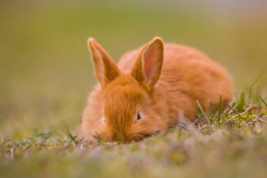 Paskalya geliyor! Küçük şirin tavşan / tavşan yeşil taze bahar çimlerinde, Paskalya ve baharın sembolü - yeni hayat