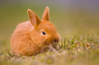 Paskalya geliyor! Küçük şirin tavşan / tavşan yeşil taze bahar çimlerinde, Paskalya ve baharın sembolü - yeni hayat