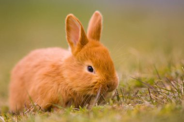 Paskalya geliyor! Küçük şirin tavşan / tavşan yeşil taze bahar çimlerinde, Paskalya ve baharın sembolü - yeni hayat